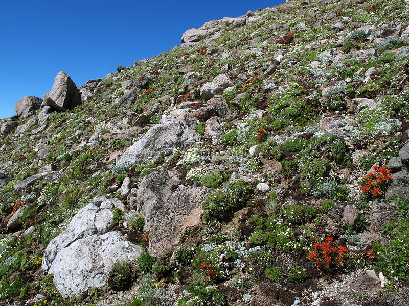 alpine rock garden (Castilleja rupicola, Minuartia obtusiloba (Cherleria obtusiloba) (Arenaria obtusiloba), Eriogonum ovalifolium, Lupinus lepidus var. lobbii, Solidago sp., Phlox hendersonii) [below Barrett Spur, Mt. Hood Wilderness, Hood River County, Oregon]