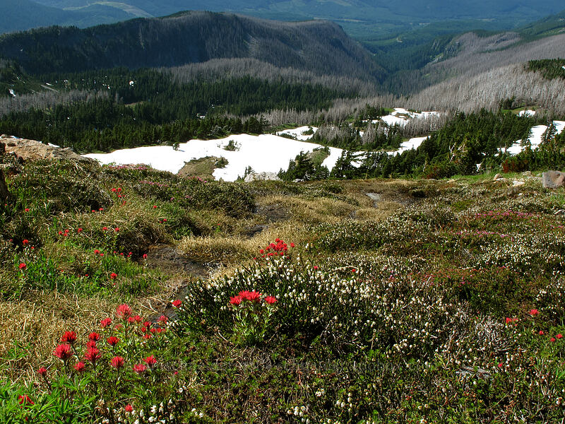 magenta paintbrush & white mountain heather (Castilleja parviflora var. oreopola, Cassiope mertensiana) [above Cairn Basin, Mt. Hood Wilderness, Hood River County, Oregon]