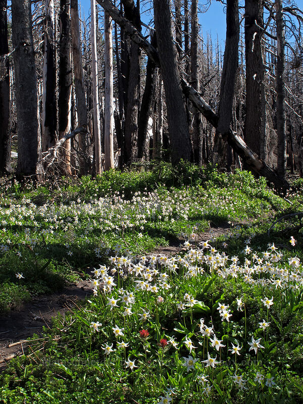 avalanche lilies (Erythronium montanum) [Timberline Trail, Mt. Hood Wilderness, Hood River County, Oregon]
