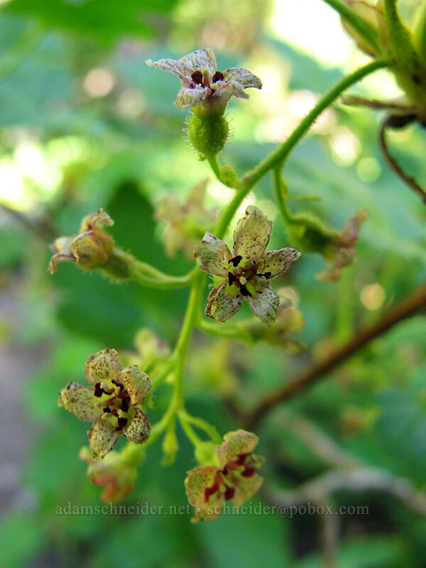 maple-leaf currant (Ribes acerifolium (Ribes howellii)) [Timberline Trail, Mt. Hood Wilderness, Hood River County, Oregon]