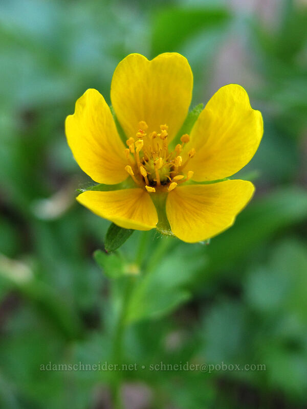 fan-leaf cinquefoil (Potentilla flabellifolia) [Timberline Trail, Mt. Hood Wilderness, Hood River County, Oregon]