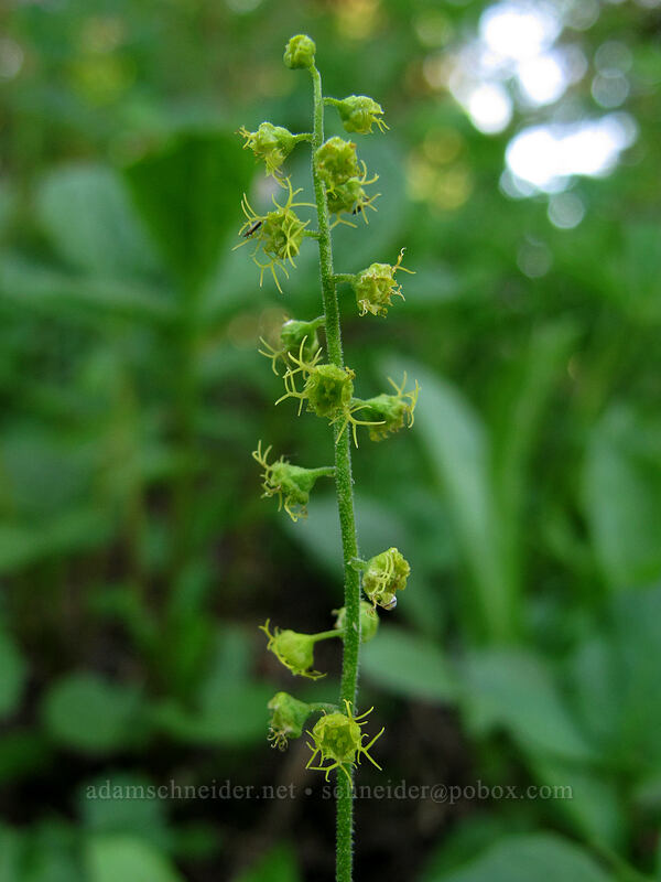 feathery mitrewort (Brewerimitella breweri (Pectiantia breweri) (Mitella breweri)) [Timberline Trail, Mt. Hood Wilderness, Hood River County, Oregon]