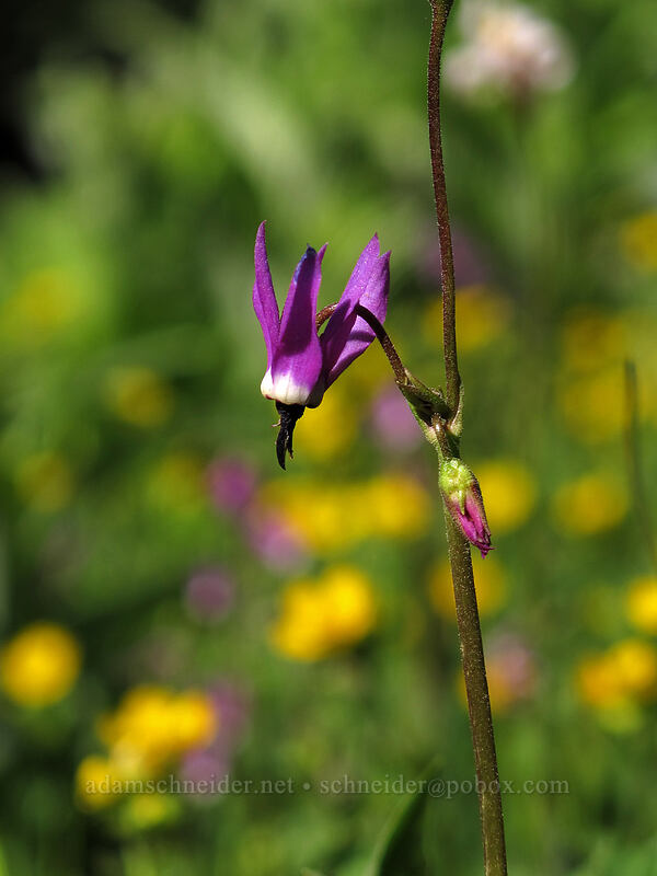tall mountain shooting star (Dodecatheon jeffreyi (Primula jeffreyi)) [Timberline Trail, Mt. Hood Wilderness, Hood River County, Oregon]