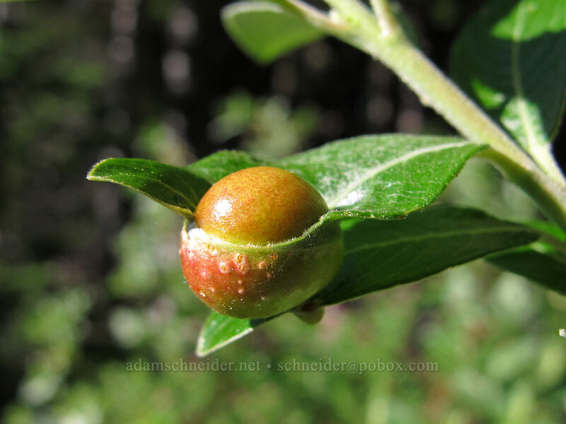 willow leaf gall [Timberline Trail, Mt. Hood Wilderness, Hood River County, Oregon]