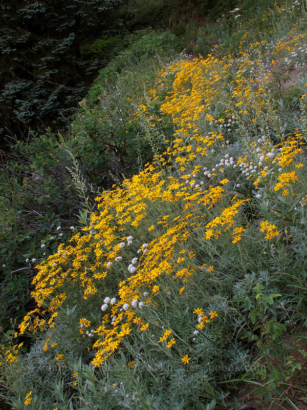 Oregon sunshine (Eriophyllum lanatum) [Bald Mountain, Mt. Hood Wilderness, Clackamas County, Oregon]