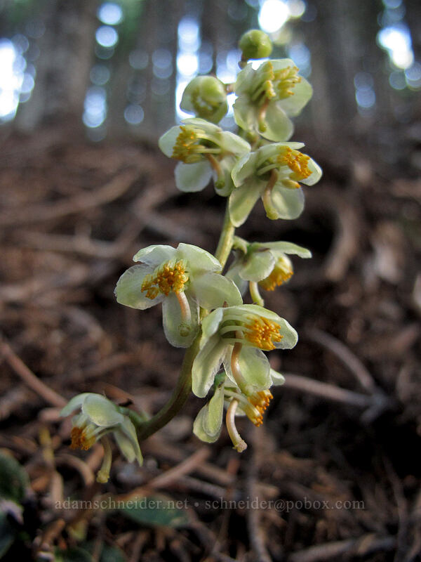 white-veined pyrola (Pyrola picta) [Bald Mountain, Mt. Hood Wilderness, Clackamas County, Oregon]