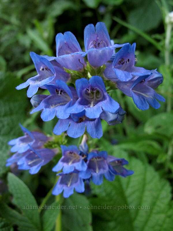 Cascade penstemon (Penstemon serrulatus) [Bald Mountain, Mt. Hood Wilderness, Clackamas County, Oregon]