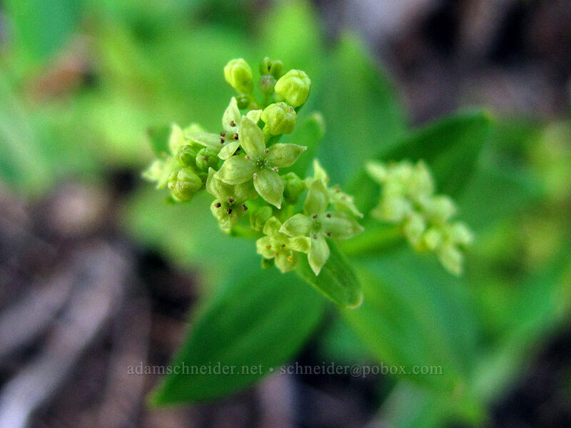 Oregon bedstraw (Galium oreganum) [Bald Mountain summit, Mt. Hood Wilderness, Clackamas County, Oregon]