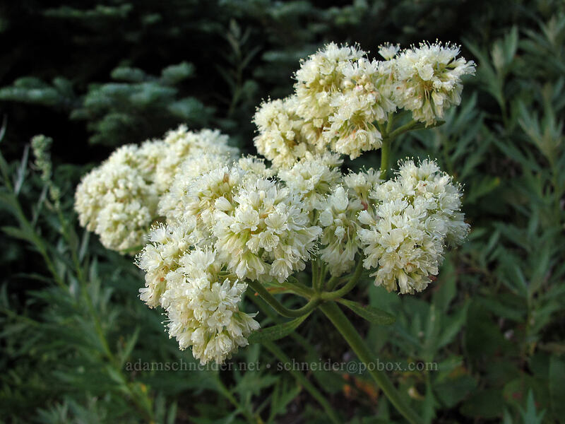 heart-leaf buckwheat (Eriogonum compositum) [Bald Mountain summit, Mt. Hood Wilderness, Clackamas County, Oregon]