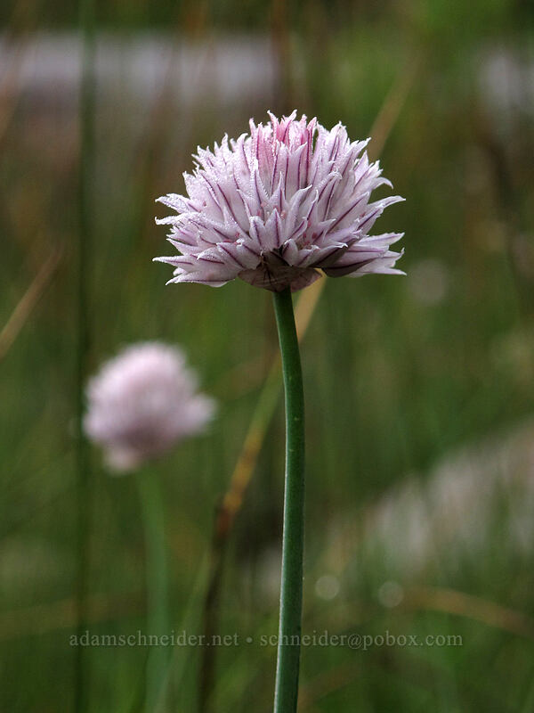 wild chives (Allium schoenoprasum) [Lake Wenatchee State Park, Chelan County, Washington]