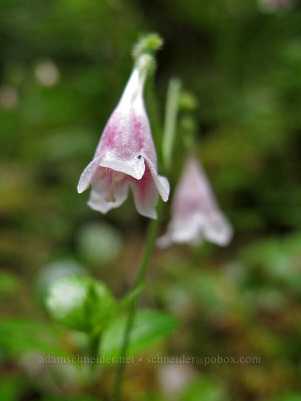 twinflowers (Linnaea borealis) [Little Wenatchee Ford Trailhead, Okanogan-Wenatchee National Forest, Chelan County, Washington]