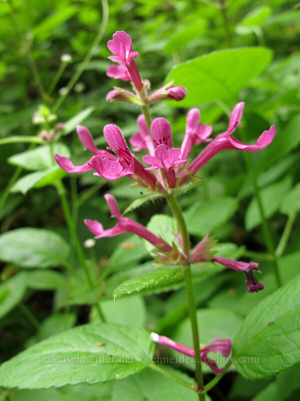 great hedge-nettle (Stachys cooleyae (Stachys chamissonis var. cooleyae)) [Cady Ridge Trail, Henry M. Jackson Wilderness, Chelan County, Washington]