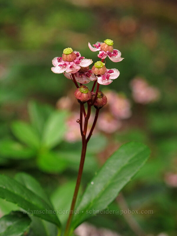 pipsissewa (Chimaphila umbellata) [Cady Ridge Trail, Henry M. Jackson Wilderness, Chelan County, Washington]
