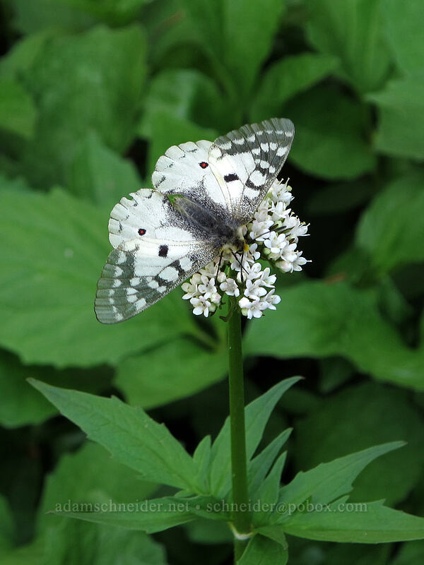 clodius parnassian butterfly on Sitka valerian (Parnassius clodius, Valeriana sitchensis) [Cady Ridge Trail, Henry M. Jackson Wilderness, Chelan County, Washington]