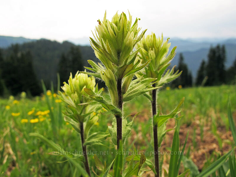 yellow paintbrush (Castilleja parviflora var. albida) [Cady Ridge Trail, Henry M. Jackson Wilderness, Chelan County, Washington]