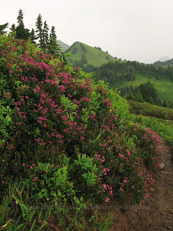 pink mountain heather (Phyllodoce empetriformis) [Pacific Crest Trail, Henry M. Jackson Wilderness, Chelan County, Washington]