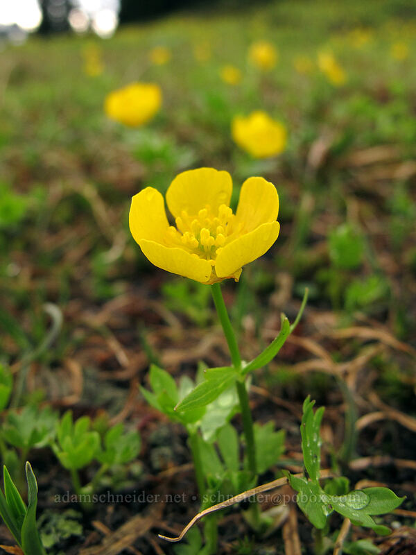 snow buttercups (Ranunculus eschscholtzii) [Pacific Crest Trail, Henry M. Jackson Wilderness, Snohomish County, Washington]