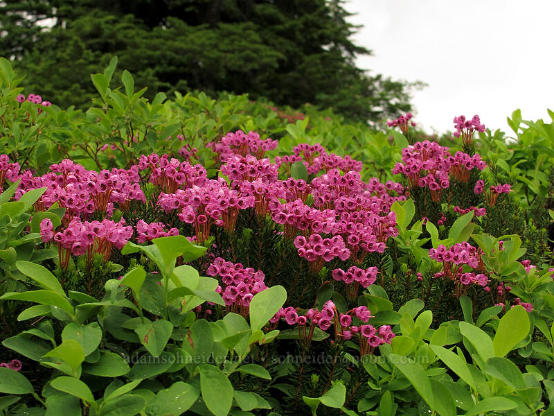 pink mountain heather (Phyllodoce empetriformis) [Pacific Crest Trail, Henry M. Jackson Wilderness, Snohomish County, Washington]