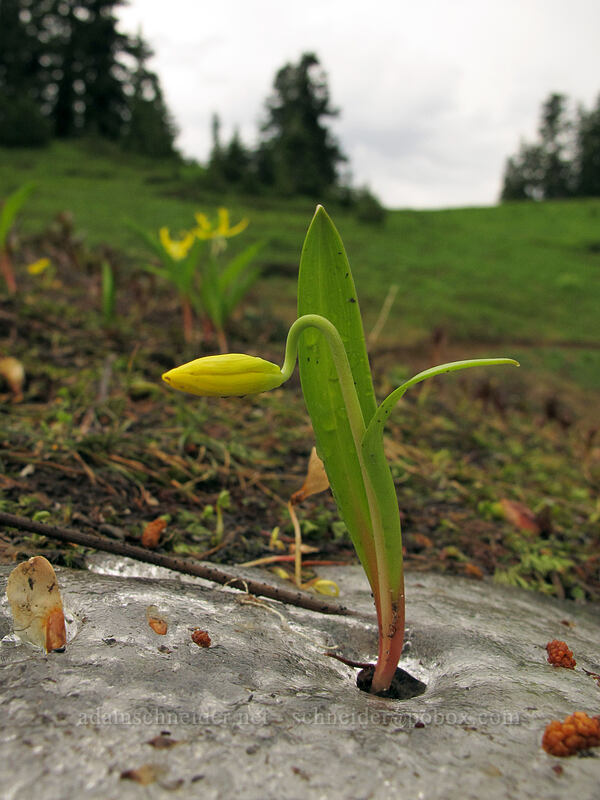 glacier lily & ice (Erythronium grandiflorum) [Pacific Crest Trail, Henry M. Jackson Wilderness, Chelan County, Washington]