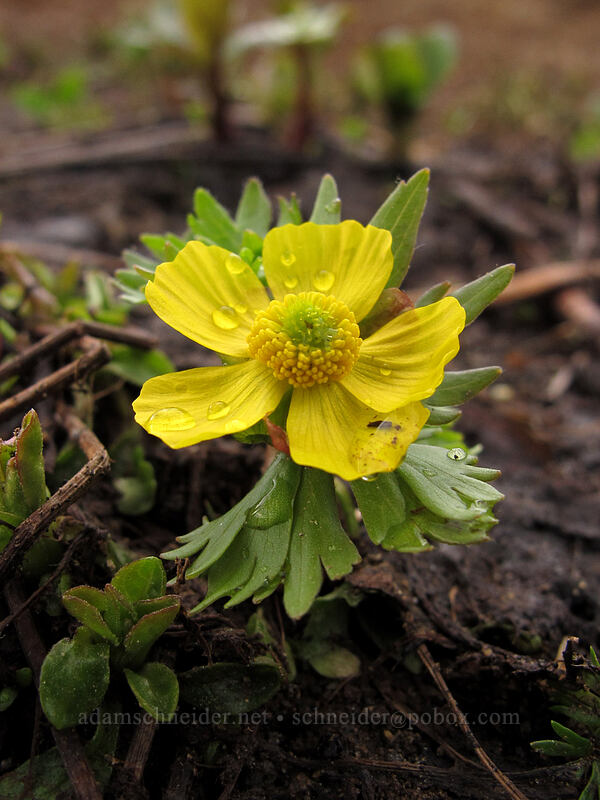 snow buttercups (Ranunculus eschscholtzii) [Pacific Crest Trail, Henry M. Jackson Wilderness, Chelan County, Washington]