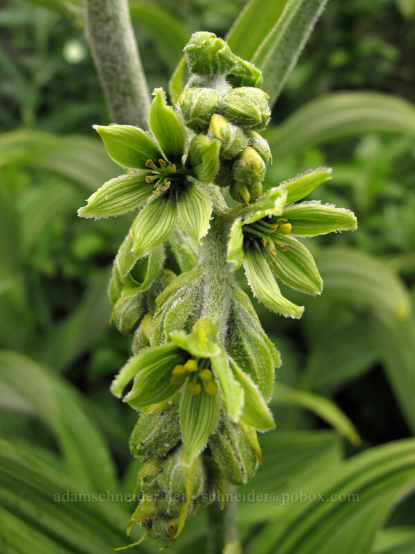 corn lily (Veratrum viride var. eschscholtzianum (Veratrum eschscholtzii)) [Little Wenatchee Trail, Henry M. Jackson Wilderness, Chelan County, Washington]