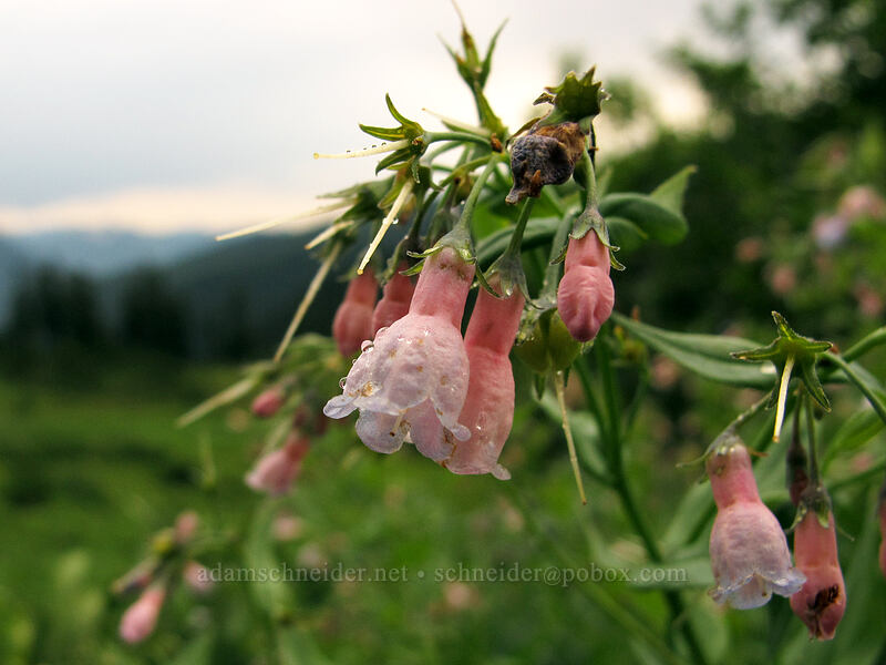 tall bluebells (Mertensia paniculata) [Little Wenatchee Trail, Henry M. Jackson Wilderness, Chelan County, Washington]