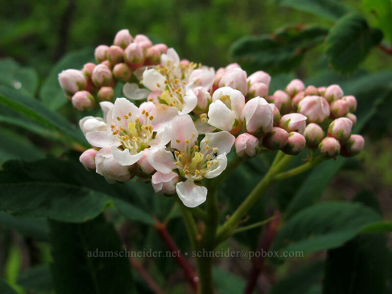 Sitka mountain-ash (Sorbus sitchensis) [Little Wenatchee Trail, Henry M. Jackson Wilderness, Chelan County, Washington]
