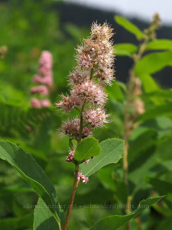 hardhack (Spiraea douglasii var. menziesii) [Little Wenatchee Trail, Henry M. Jackson Wilderness, Chelan County, Washington]