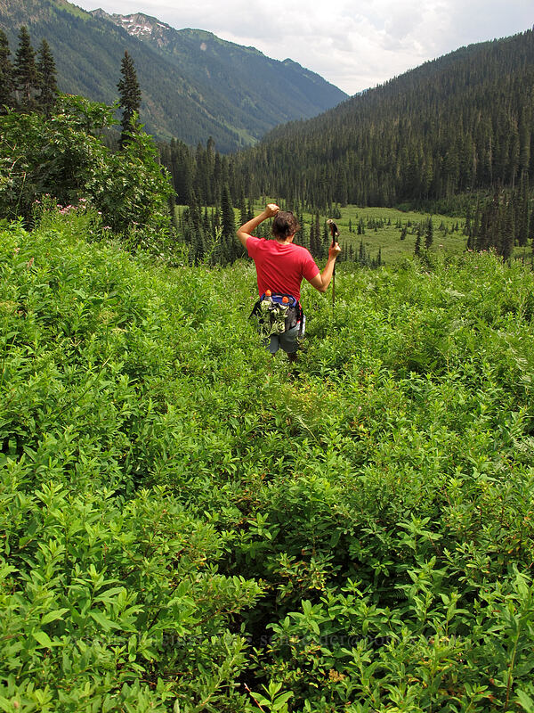 overgrown trail [Little Wenatchee Trail, Henry M. Jackson Wilderness, Chelan County, Washington]