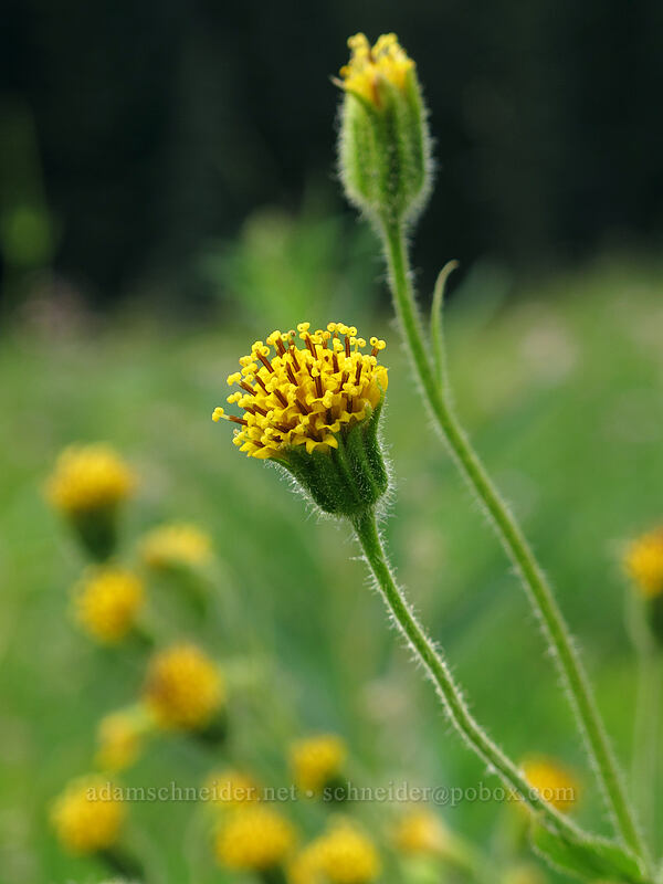 Parry's arnica (Arnica parryi) [Little Wenatchee Trail, Henry M. Jackson Wilderness, Chelan County, Washington]
