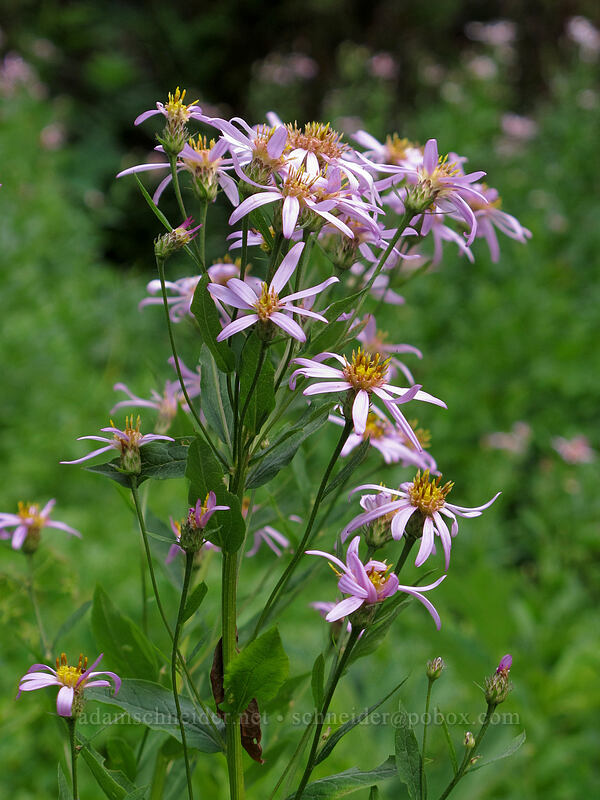 Engelmann's asters (Doellingeria engelmannii (Eucephalus engelmannii) (Aster engelmannii)) [Little Wenatchee Trail, Henry M. Jackson Wilderness, Chelan County, Washington]