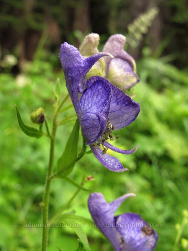 monkshood (Aconitum columbianum) [Little Wenatchee Trail, Henry M. Jackson Wilderness, Chelan County, Washington]