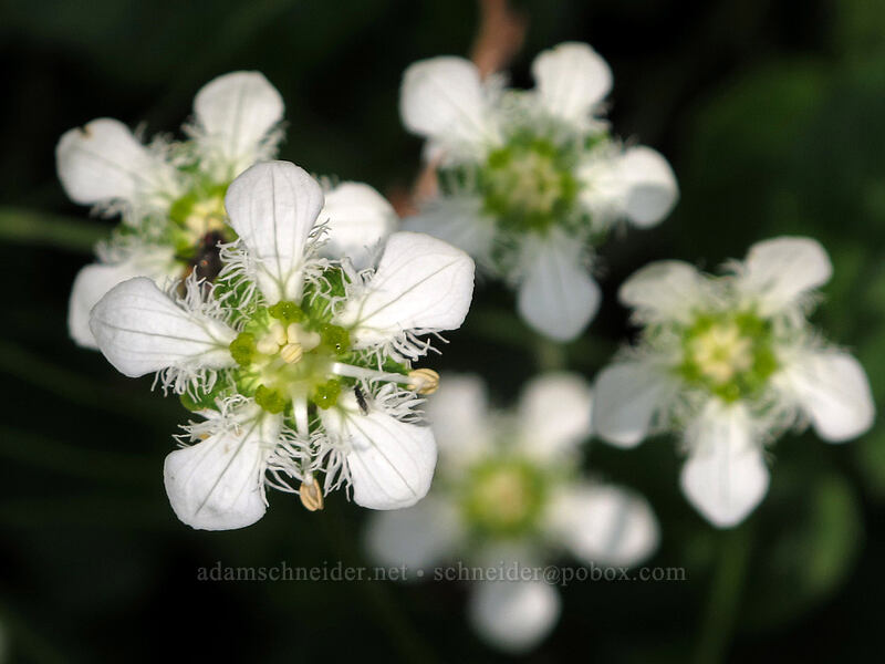 fringed grass-of-Parnassus (Parnassia fimbriata) [Rainy Lake Trail, Okanogan-Wenatchee National Forest, Chelan County, Washington]