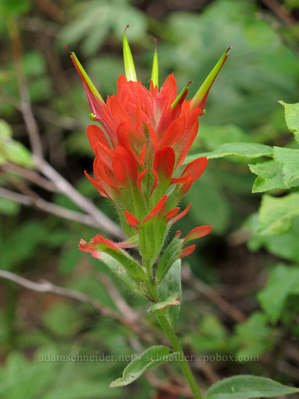 paintbrush (Castilleja sp.) [Maple Pass Trail, Okanogan-Wenatchee National Forest, Chelan County, Washington]