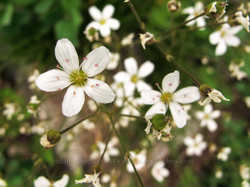mountain sandwort (Eremogone capillaris (Arenaria capillaris)) [Maple Pass Trail, Okanogan-Wenatchee National Forest, Chelan County, Washington]