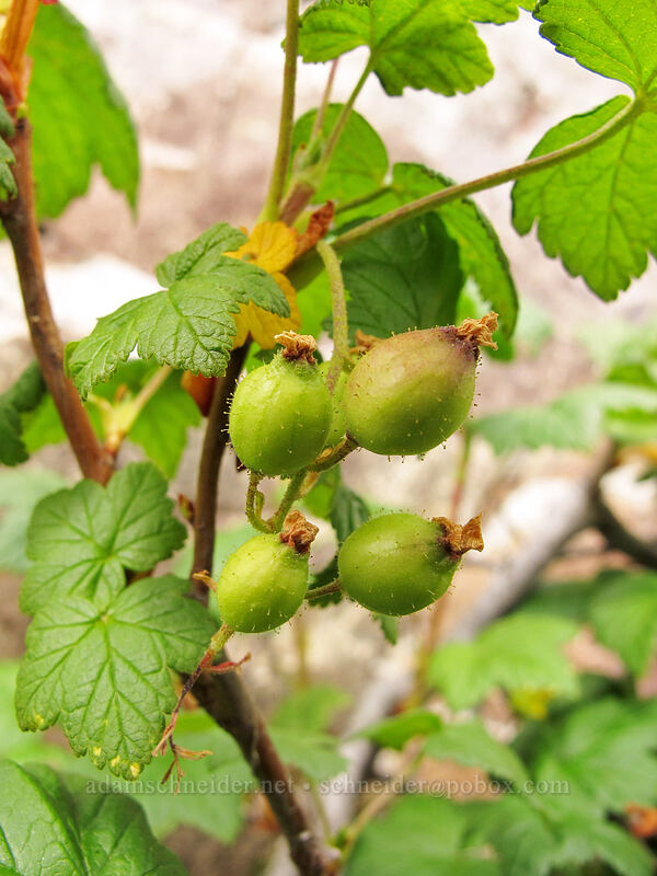 maple-leaf currant berries (Ribes acerifolium) [Maple Pass Trail, Okanogan-Wenatchee National Forest, Chelan County, Washington]