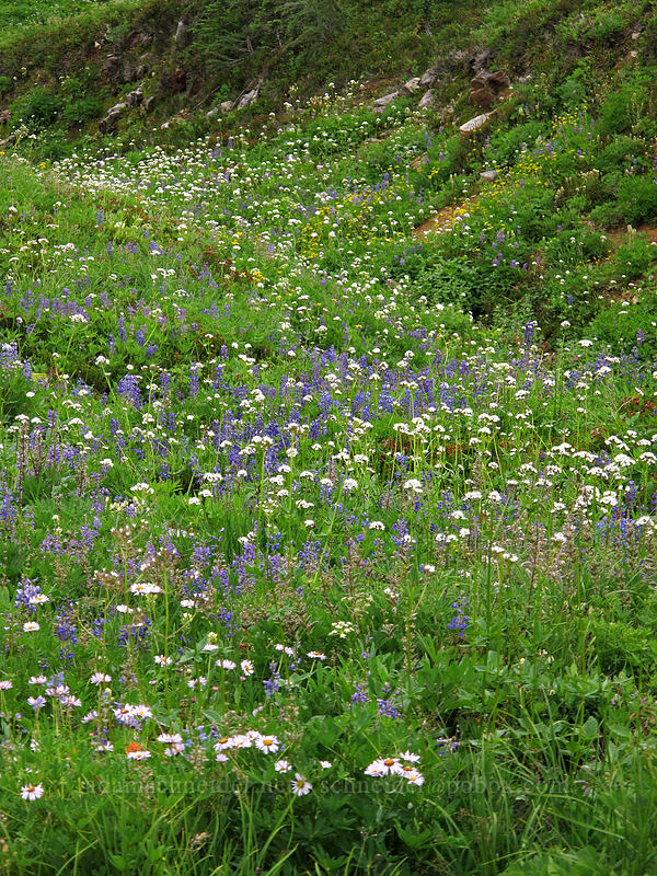valerian & lupine (Valeriana sitchensis, Lupinus latifolius) [Maple Pass Trail, Okanogan-Wenatchee National Forest, Chelan County, Washington]