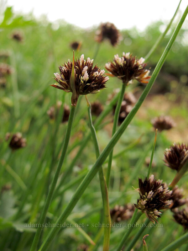 rushes (Juncus sp.) [Maple Pass Trail, Okanogan-Wenatchee National Forest, Chelan County, Washington]