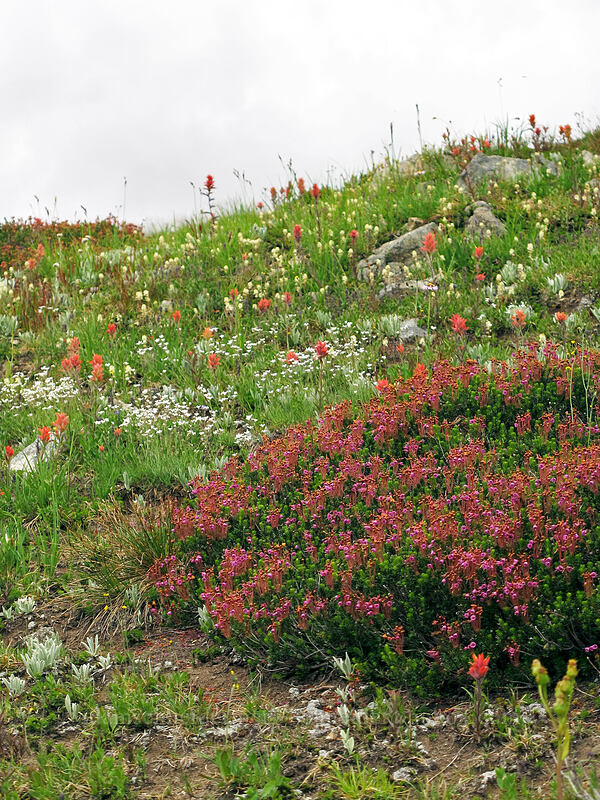 wildflowers (Phyllodoce empetriformis, Castilleja sp., Eremogone capillaris (Arenaria capillaris), Luetkea pectinata) [Maple Pass Trail, Okanogan-Wenatchee National Forest, Chelan County, Washington]
