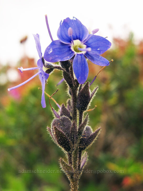 Cusick's speedwell (Veronica cusickii) [Maple Pass Trail, Okanogan-Wenatchee National Forest, Chelan County, Washington]