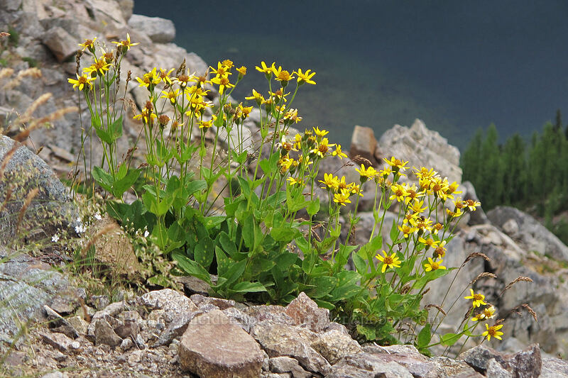 broad-leaf arnica (Arnica latifolia) [Maple Pass Trail, Okanogan-Wenatchee National Forest, Chelan County, Washington]