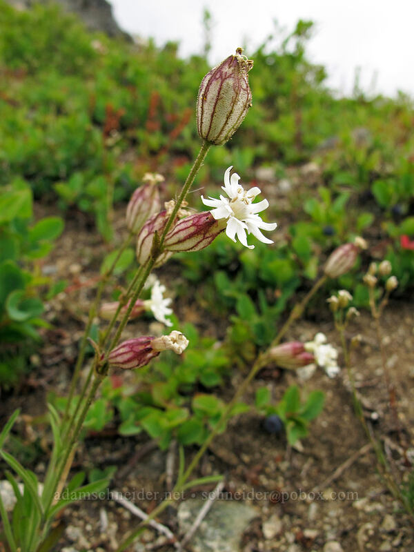 Parry's catchfly (Silene parryi) [Maple Pass Trail, Okanogan-Wenatchee National Forest, Chelan County, Washington]
