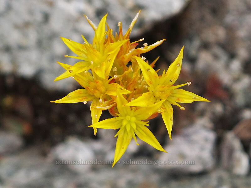 stonecrop (Sedum sp.) [Maple Pass Trail, Okanogan-Wenatchee National Forest, Chelan County, Washington]