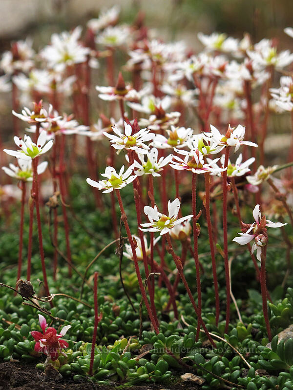 Tolmie's saxifrage (Micranthes tolmiei (Saxifraga tolmiei)) [Maple Pass Trail, North Cascades National Park, Chelan County, Washington]