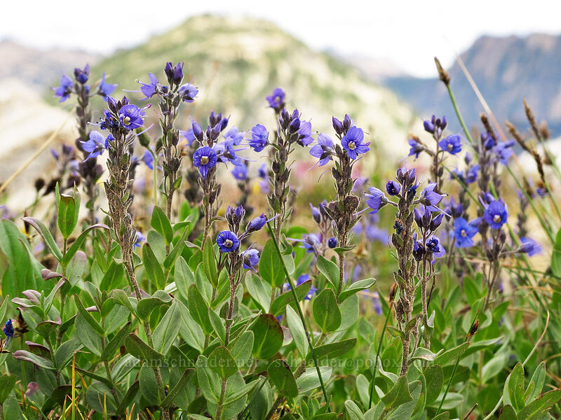 Cusick's speedwell (Veronica cusickii) [Maple Pass Trail, North Cascades National Park, Chelan County, Washington]