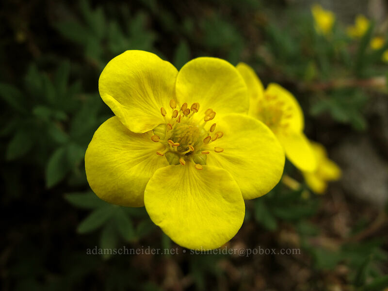 shrubby cinquefoil (Dasiphora fruticosa (Potentilla fruticosa)) [Maple Pass Trail, Okanogan-Wenatchee National Forest, Chelan County, Washington]