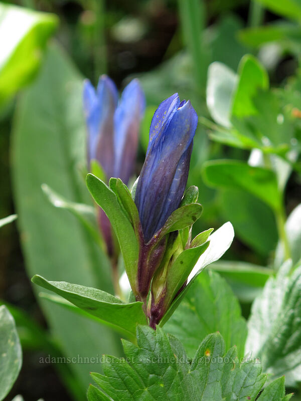 explorer's gentian (Gentiana calycosa) [Maple Pass Trail, Okanogan-Wenatchee National Forest, Chelan County, Washington]