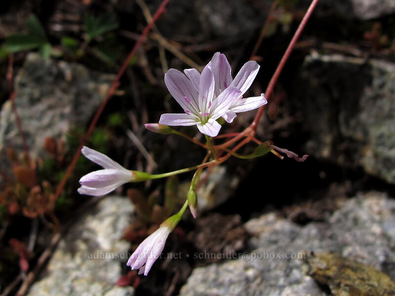 little-leaf montia (Montia parvifolia (Claytonia parvifolia)) [Maple Pass Trail, Okanogan-Wenatchee National Forest, Chelan County, Washington]