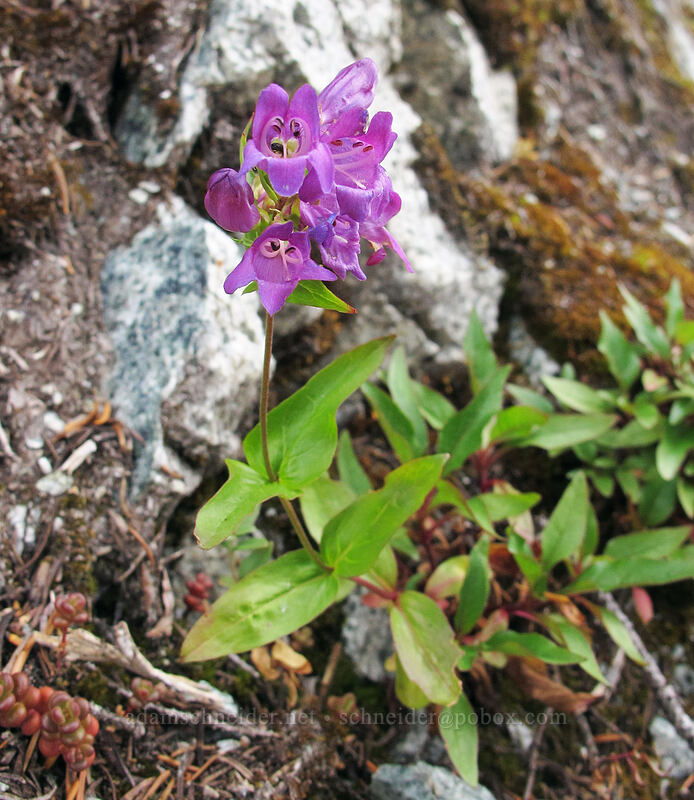 penstemon (Penstemon sp.) [Maple Pass Trail, Okanogan-Wenatchee National Forest, Chelan County, Washington]