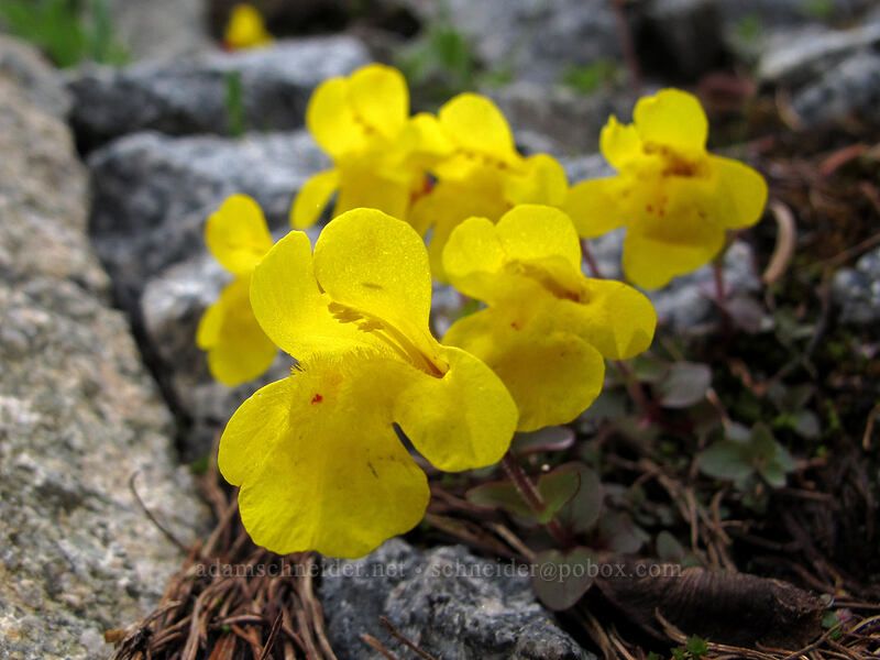subalpine monkeyflower (Erythranthe caespitosa (Mimulus caespitosus)) [Maple Pass Trail, Okanogan-Wenatchee National Forest, Chelan County, Washington]